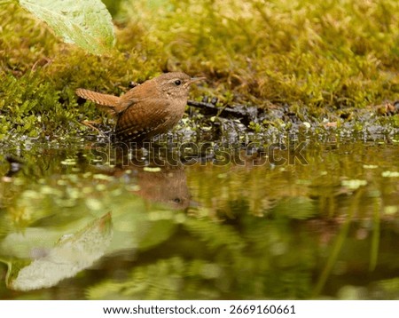 Wren, Troglodytes troglodytes, Single bird by water, Norfolk, August 2025