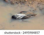 The Wrestling Water Bug is actually a predatory bug that flies well and often attracted to lights as they fly around at nighttime. They fly well and their large bulging eyes are diagnostic