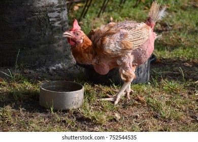 Wretched Battery Hen Saved From A Factory Farm Drinking Water In The Garden