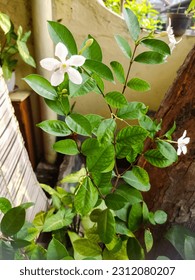 Wrightia dysenterica flower blossom in the pot - Shutterstock ID 2312080207