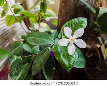 Wrightia dysenterica flower blossom in the pot - Shutterstock ID 2312080213