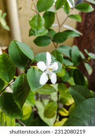Wrightia dysenterica flower blossom in the pot - Shutterstock ID 2312080219