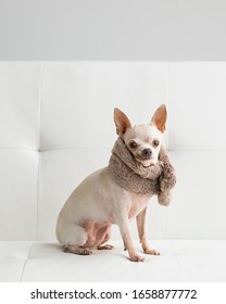 Wrinkled Older Chihuahua Poses Like A Movie Star With A Fur Stole On The White Futon