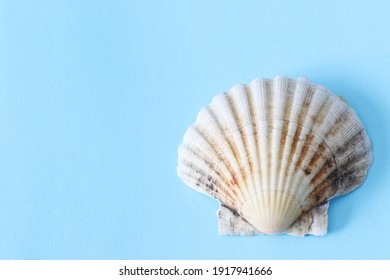 wrinkled shell on blue background