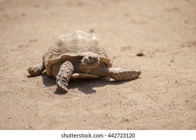 Wrinkled Skin African Spurred Tortoise Moving Stock Photo 442723120 