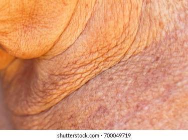 
Wrinkles On The Neck From The Old Woman Soft Blur