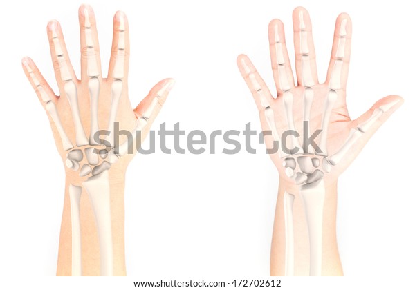 Wrist Bone Stock Photo (Edit Now) 472702612