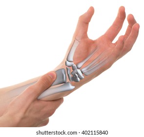 609 Scaphoid Images, Stock Photos & Vectors | Shutterstock