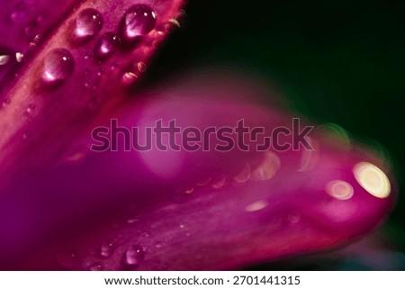 Write a one sentence description of this photo of a flower and a water droplet.