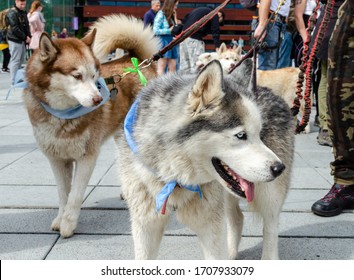 Wroclaw, Poland - September 8 2019: Dog parade Hau are you?: Beautiful husky dogs with blue eyes and blue ribbons.
