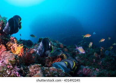 Wrought Iron Buteflyfish - Shutterstock ID 431492245