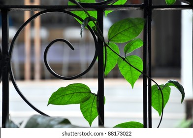 Wrought iron garden fencing with green leaves of a creeper plant