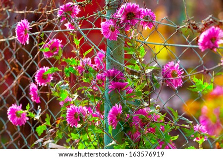 Astern Sommer Garten Natur