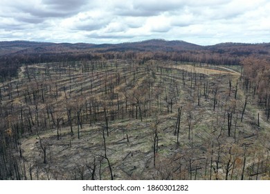 Wtree,Victoria/Australia - March 9th 2020 - After Australian Bush Fire In Gippsland Region In Victoria