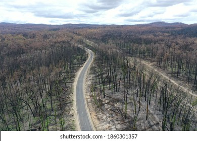 Wtree,Victoria/Australia - March 9th 2020 - After Australian Bush fire in Gippsland Region in Victoria