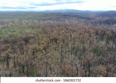 Wtree,Victoria/Australia - March 9th 2020 - After Australian Bush Fire In Gippsland Region In Victoria