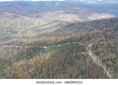 Wtree,Victoria/Australia - March 9th 2020 - After Australian Bush Fire In Gippsland Region In Victoria