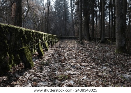 WW1 German soldiers cemetery in the Lithuanian forest