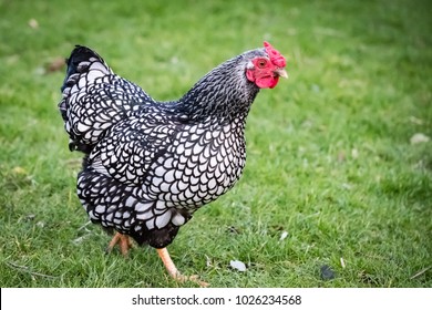 Wyandotte Chicken Images, Stock Photos &amp; Vectors | Shutterstock