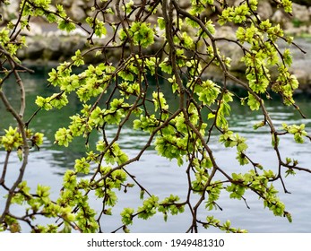 Wych Elm Tree Seeds In Spring