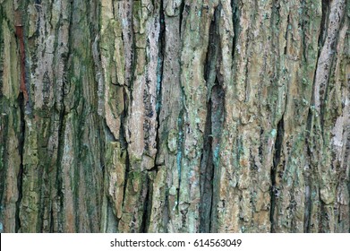 Wych Elm (Ulmus Glabra) Tree Bark Pattern