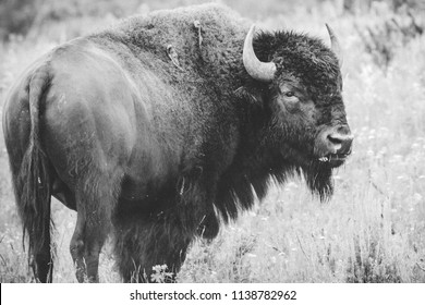 Wyoming Bison Grazing