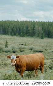 Wyoming Cows Near The Bighorn Mountains