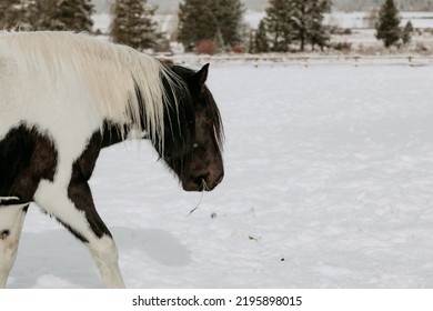 Wyoming Ranch Horses In Winter Snow