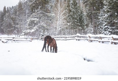 Wyoming Ranch Horses In Winter Snow