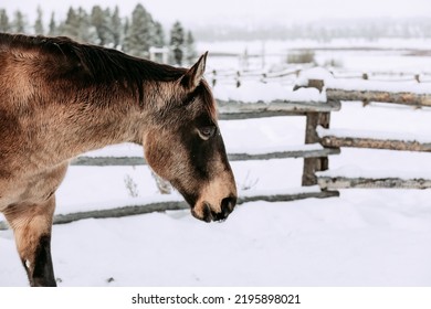 Wyoming Ranch Horses In Winter Snow