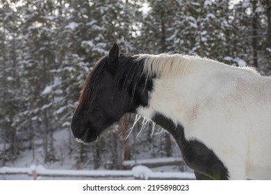 Wyoming Ranch Horses In Winter Snow