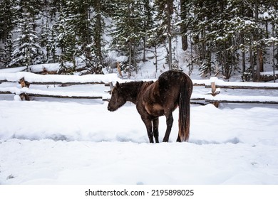 Wyoming Ranch Horses In Winter Snow