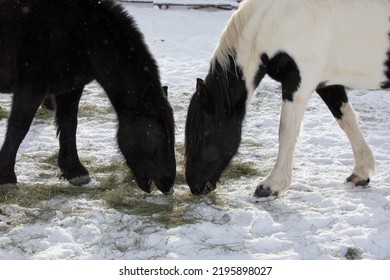 Wyoming Ranch Horses In Winter Snow