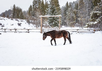 Wyoming Ranch Horses In Winter Snow