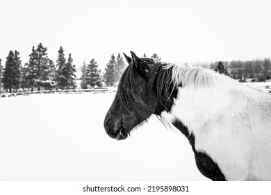 Wyoming Ranch Horses In Winter Snow