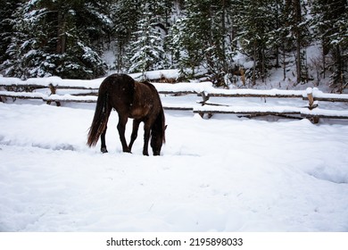 Wyoming Ranch Horses In Winter Snow