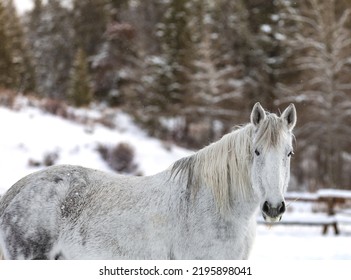 Wyoming Ranch Horses In Winter Snow