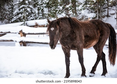 Wyoming Ranch Horses In Winter Snow