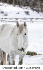 Wyoming Ranch Horses In Winter Snow