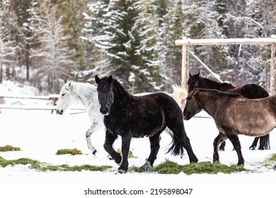 Wyoming Ranch Horses In Winter Snow