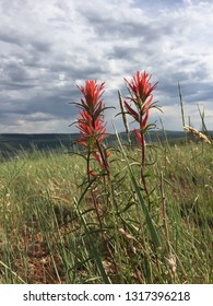 Wyoming State flower, Indian Paintbrush, in full bloom in a meadow on Casper Mountain in Casper, Wyoming
