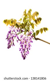 Wysteria Flowers on White Background