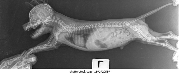 x ray 2 month little puppy rodesian rideback , side view 