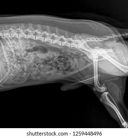 X Ray Abdominal Dog Side View Stock Photo 1259448496 | Shutterstock