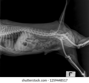 X Ray Abdominal Dog Side View Stock Photo (Edit Now) 1259448517