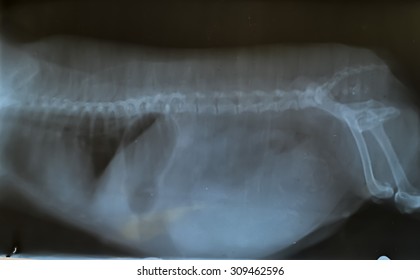 X Ray Body Dog Stock Photo 309462596 | Shutterstock