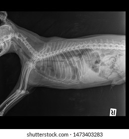 X Ray Bone Obstruction In Esophagus Dog Side View 