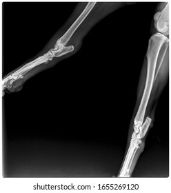 54 Dog femoral Images, Stock Photos & Vectors | Shutterstock