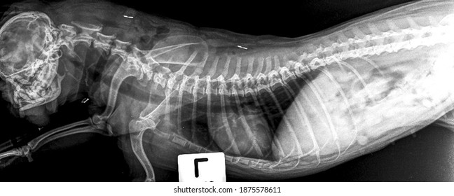 X Ray Brachycephalic Dog Heart Failure And Bite Wound , Side View
