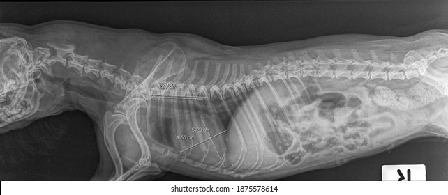 X Ray Brachycephalic Dog Heart Failure And Bite Wound , Side View
